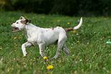 BOULEDOGUE AMERICAIN 380